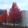 Chanticleer Ornamental Pear #5 - Image 3